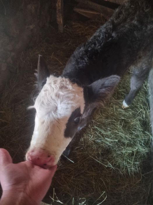 Vand vitea metis bruna cu baltata.