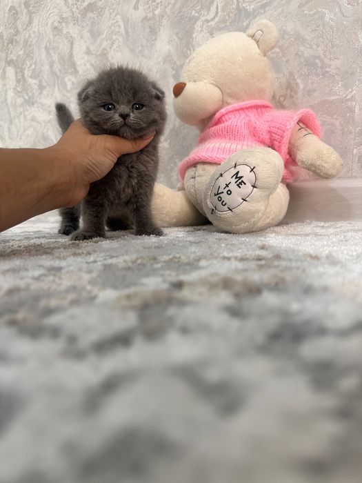 Скотиш Фолд котята