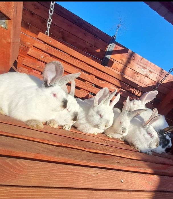 Vând iepurași berbec german