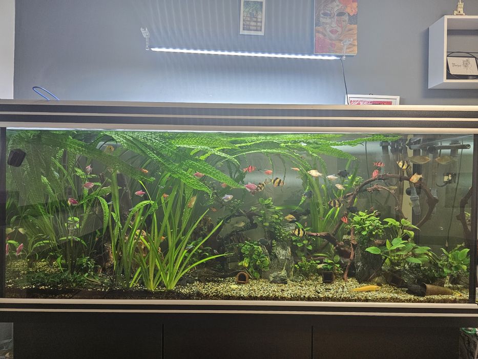 Acvariu complet 450L