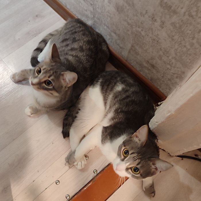 Шикарный котик в добрые руки!!!