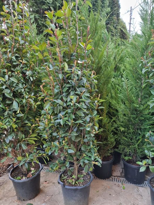 Photinia pe tija- tuia leylandi-cedru - artar rosu japonez