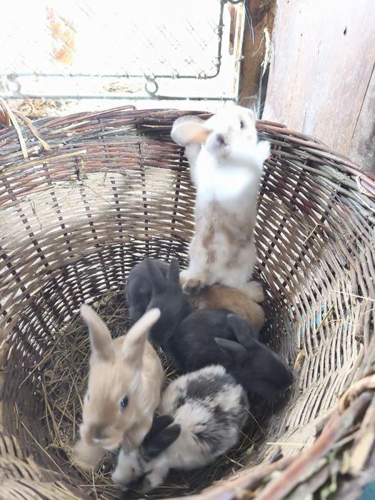 Iepurasi pitici de 1 lunã