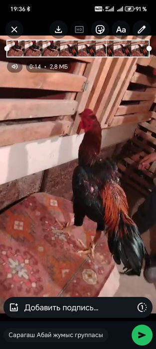 Цыплята боеццовские, дакан шоже