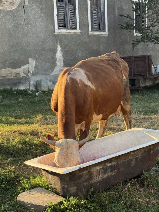 Vand doua vaci si un vitel