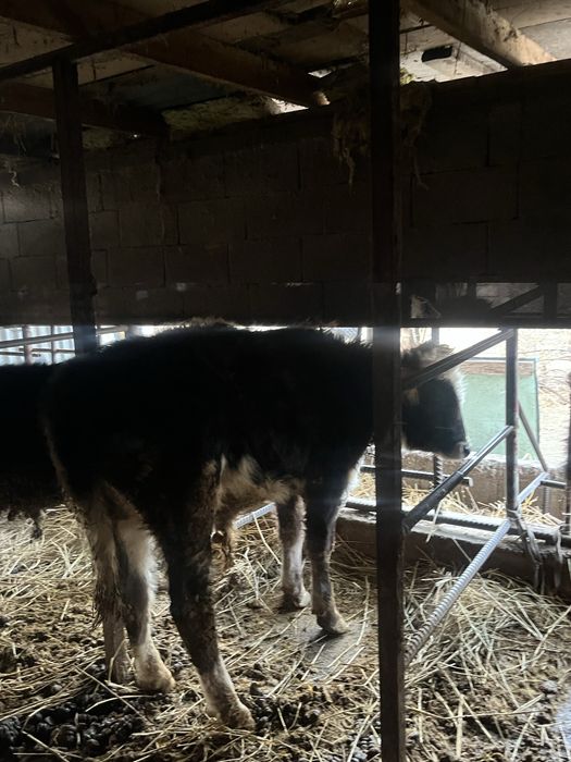 Продам быков торг есть