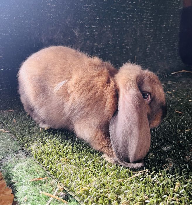 Mascul thuringer de 2luni