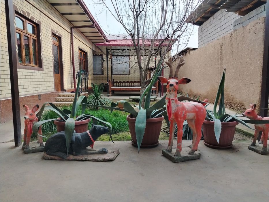 Kotta Agavalar sotiladi