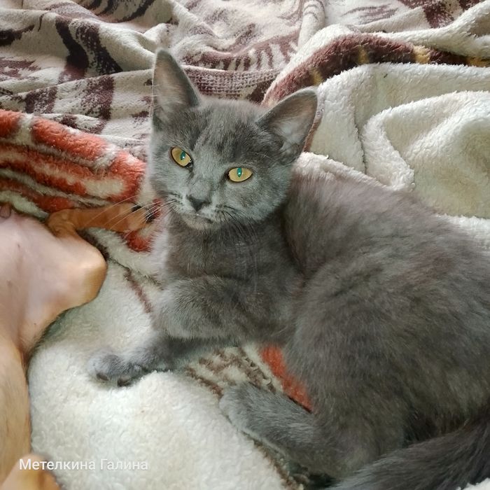 Котята в хорошие руки