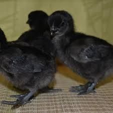 Ухейилюй товуқ тухумлари сотилади (тоза зот) кунига 30 та тухум