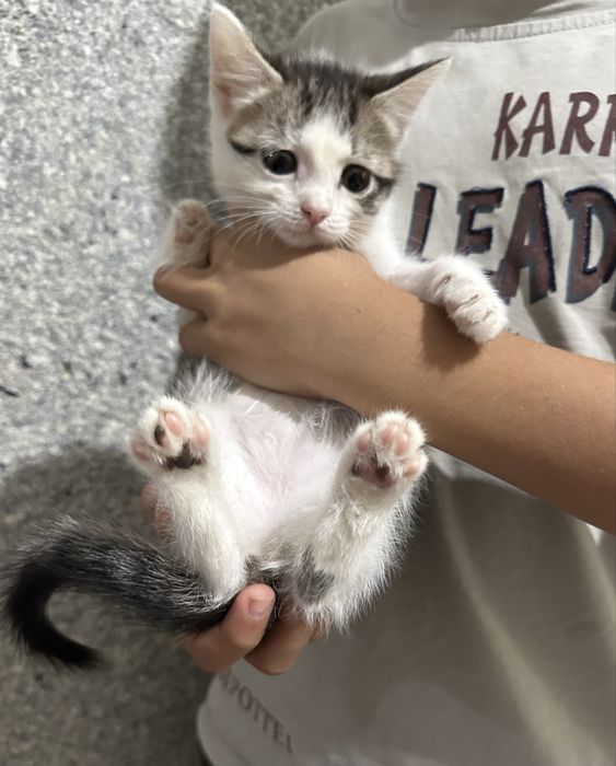 Котята в хорошие руки