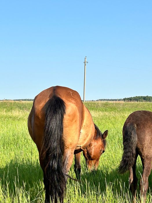 Продам лошадей шесть голов срочно