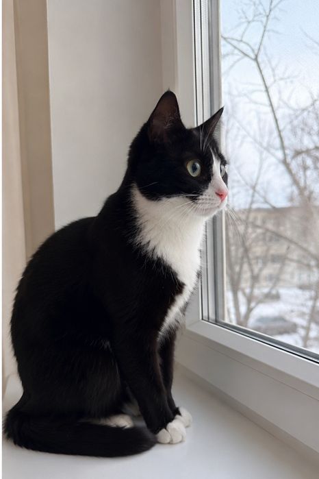 Котята бесплатно