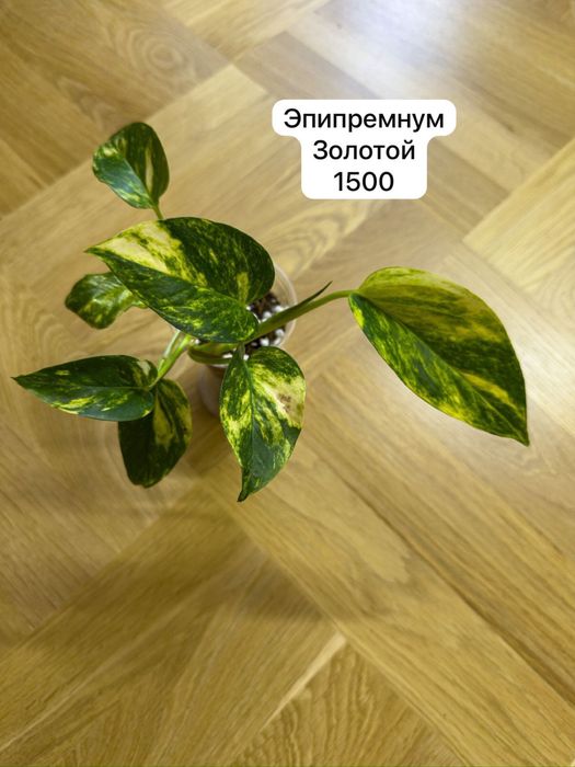 Эпипремнум золотой