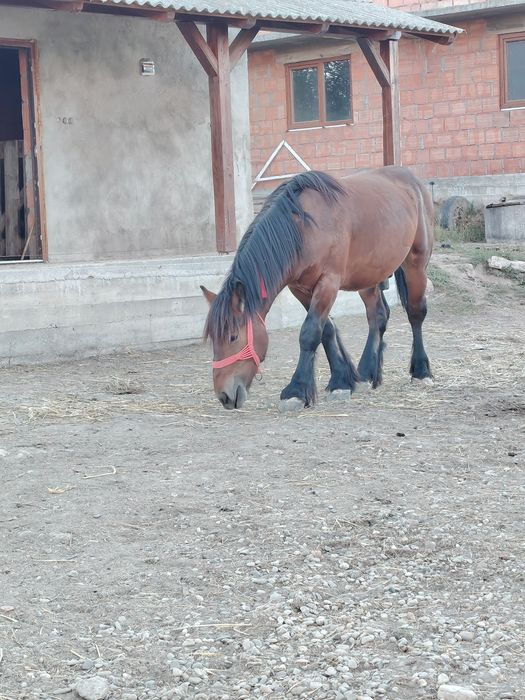 Vând mânz de 1 an și 6 luni din părinți Ardenez