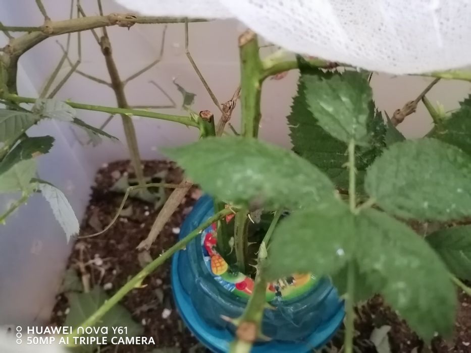 Прекрасное насекомое Палочник