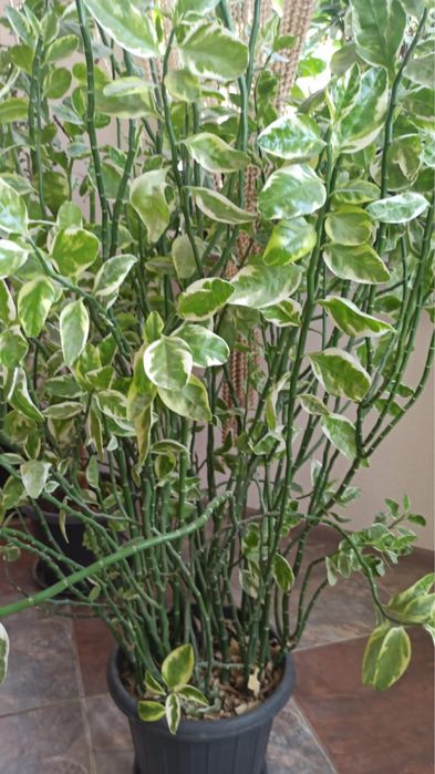 Цветы комнатные в горшках