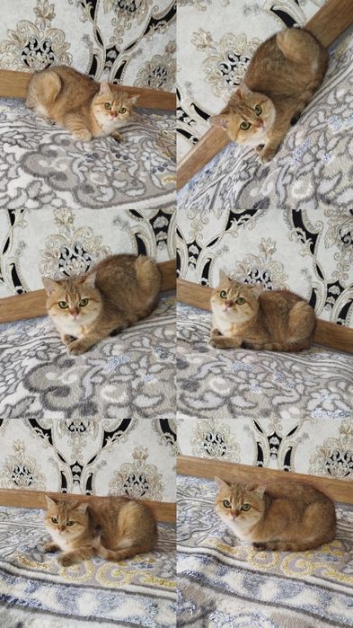 Zolotoy britanskiy shinshilla