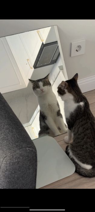 Отдам кота в хорошие руки