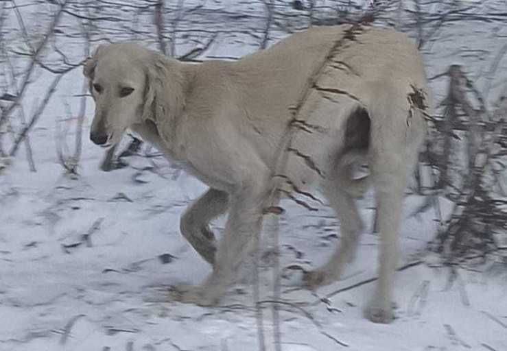 Щенки ТАЗЫ,им 1 месяц