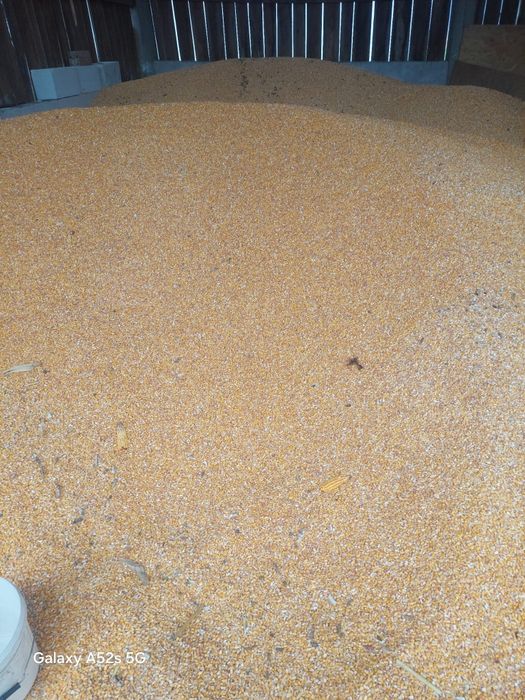 Vând porumb boabe 2025