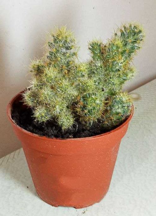 Продам.  Кактусы. Маммиллярия.  В наличии 3 горшочка. На ваш выбор.