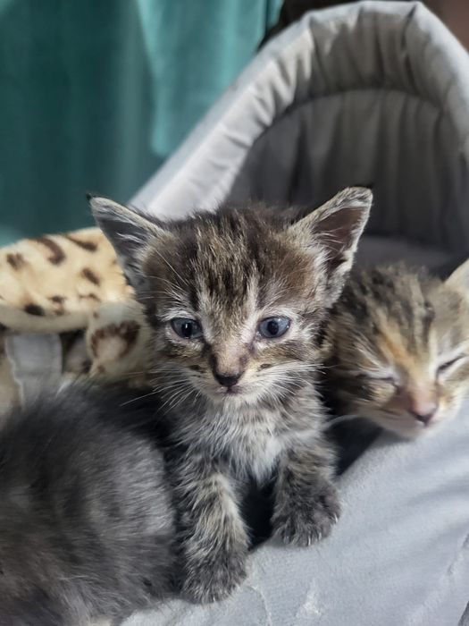 Отдам маленьких котят