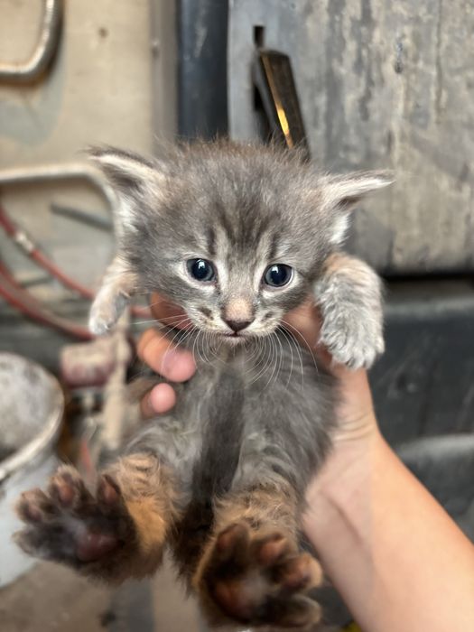 Отдам в хороие руки котят