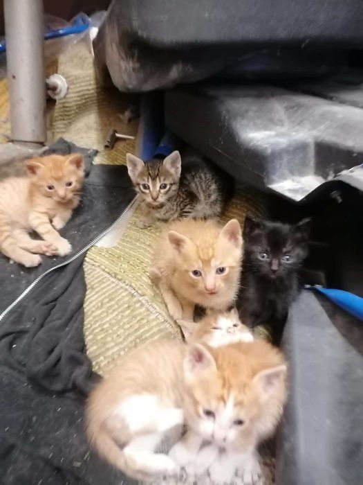 Котенца си търсят дом