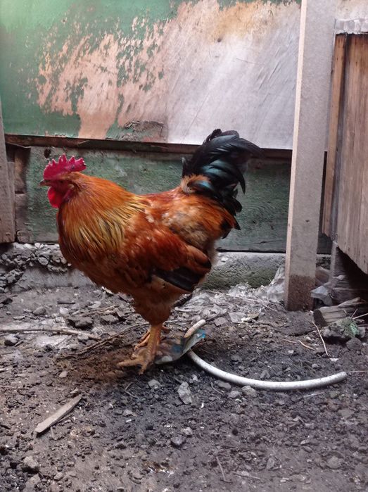Продам петух,в мае будет  1 год,