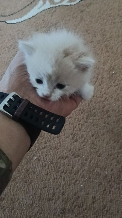 Мысық      Котята