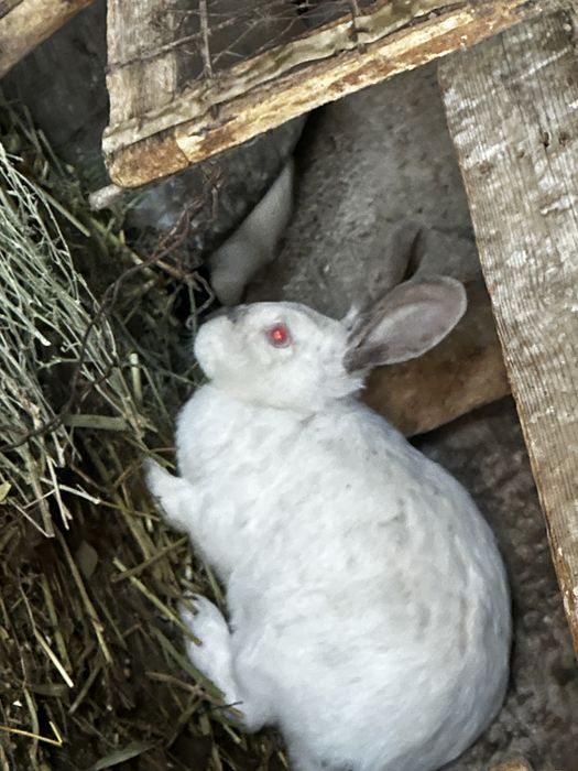 Кролик қоян сатылады