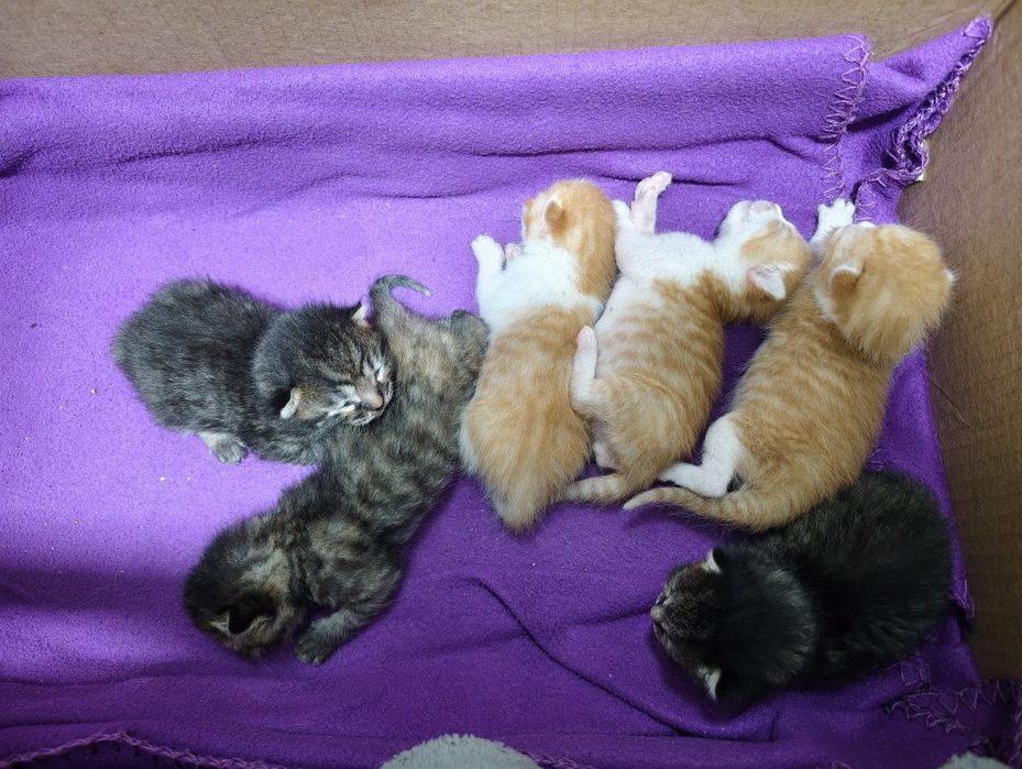 Сладкие котята, 1 месяц