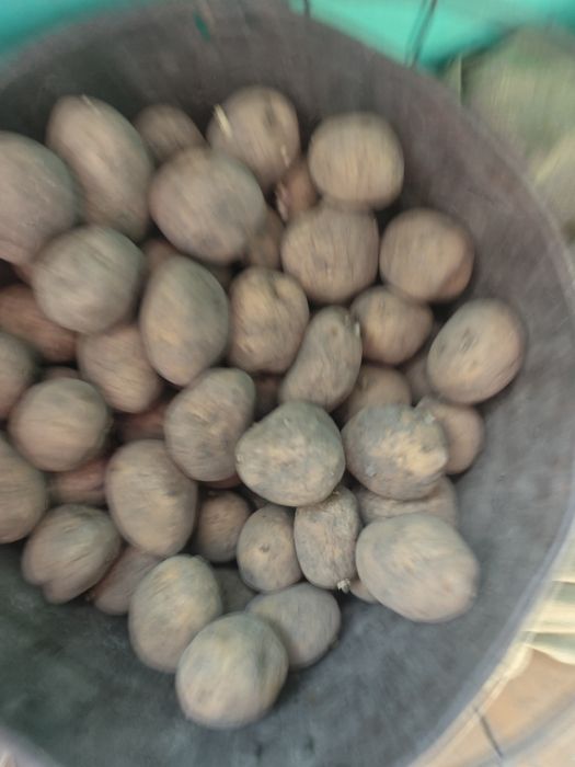 Продам картофель