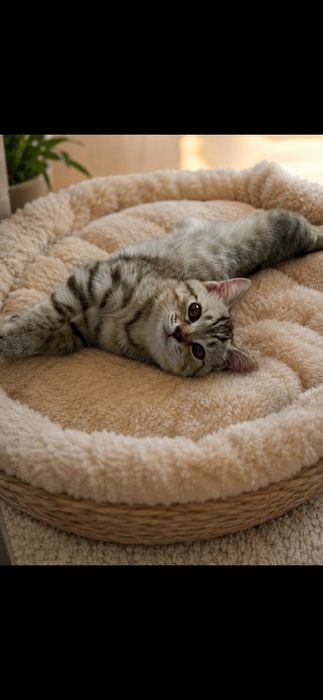 Котёнка в добрые руки.