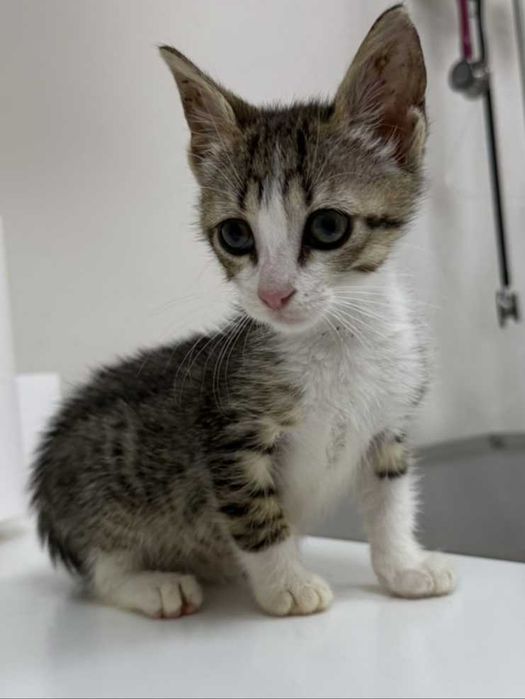 Коте Филип търси дом