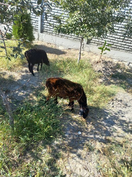 Продам баранов две штуки