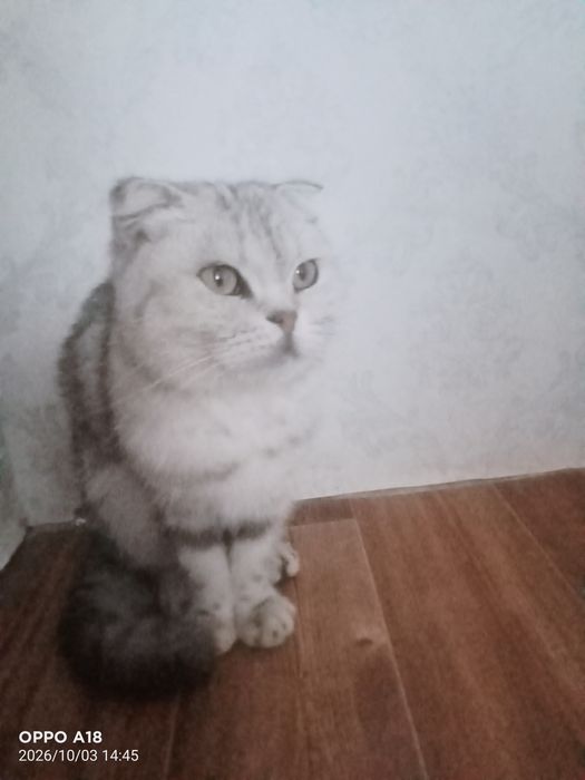 Шатландский кошка