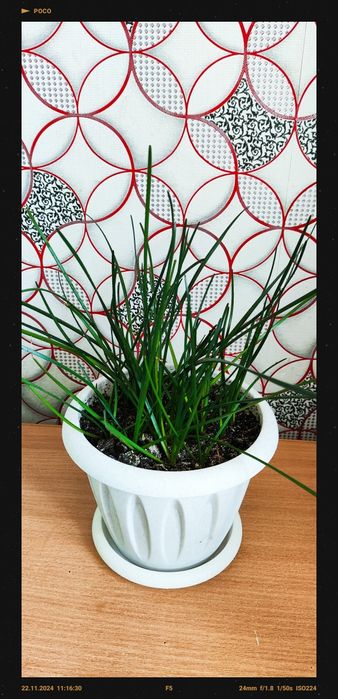 Продам Цветы комнатные