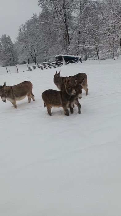 Vând doi pui de măgar (femele)de șase luni   preț 1600 lei bucata