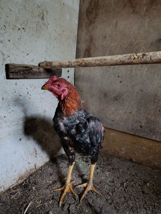 Продам Дакан Август