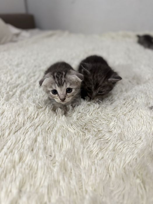 Шотландские вислоухие котята