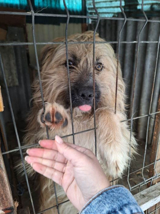 Donez ciobanesc mioritic