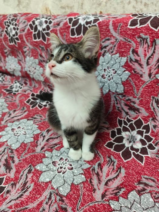 Котенок в добрые руки
