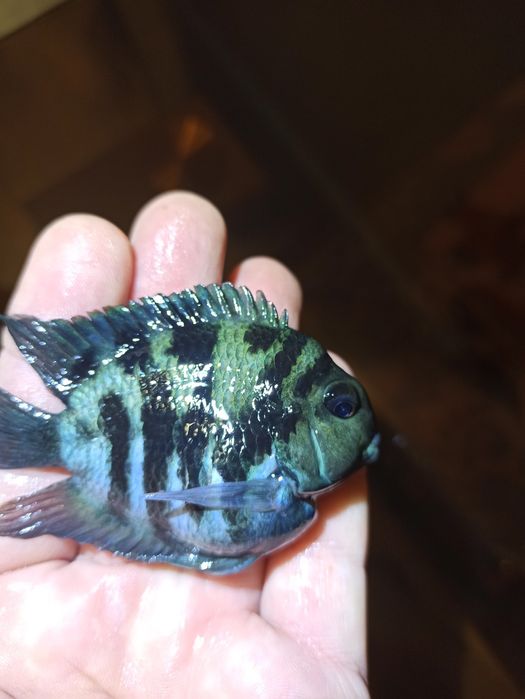 Продам сапфировых попугайчиков панда крупные 75.т.рыбка поменьше 50.т.