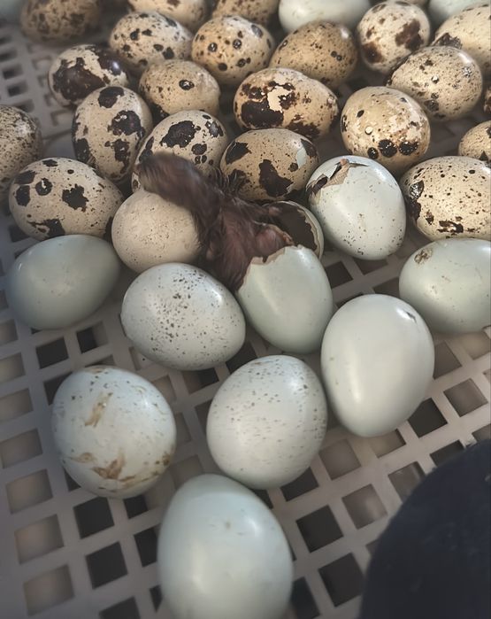 Инкубационное яйцо Селадона