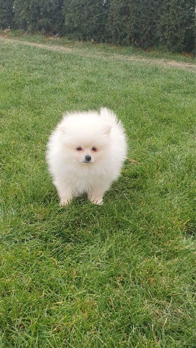 Куче Померан мъжко