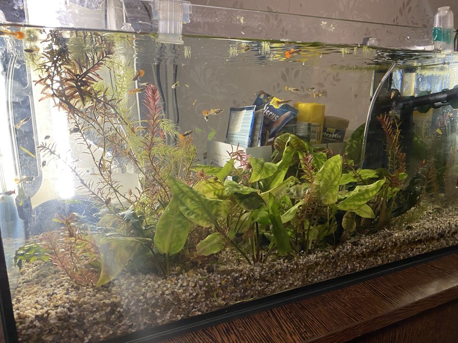 Dau la schimb pesti guppy pe alte specii de pesti, astept mesaj in privat