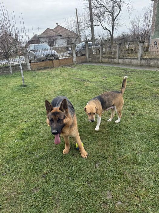 Donez căței mai am femele ,abea văd doar ,mai multe detalii în anunt