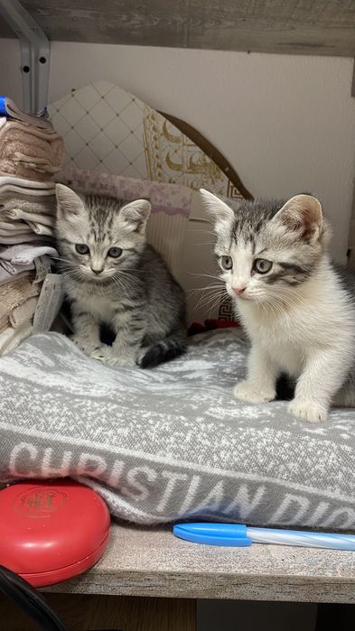 Котята маленькие 2 девочки